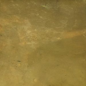 Kelp Green Algae