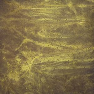 Kelp Green Algae